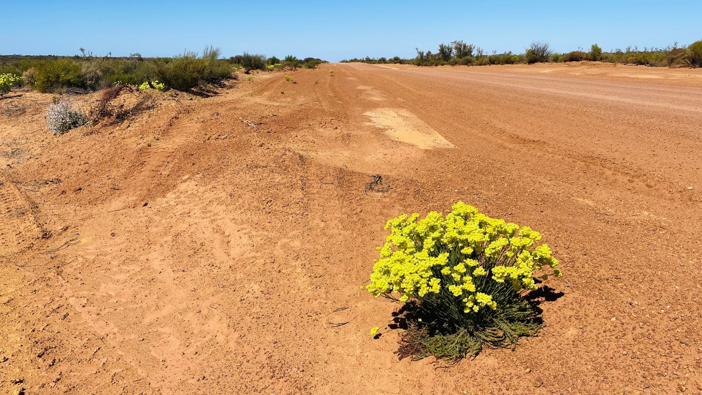 outback-west-australia-roadside-wildflowers Yellow wildflowers blooming along a red dirt roadside near Kalgoorlie, Western Australia.