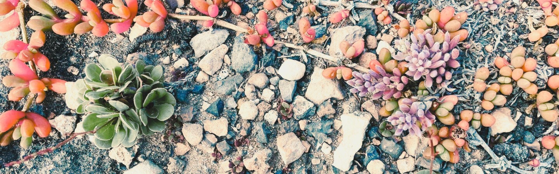 south-australia-wild-succulents-cliff-nature Wild succulents growing on a rocky cliff in South Australia, vibrant red, green, and purple plants against textured stones